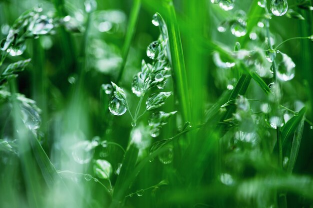 Close-up de planta crescendo em planta