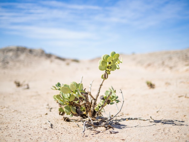 Close-up de planta crescendo na areia contra o céu