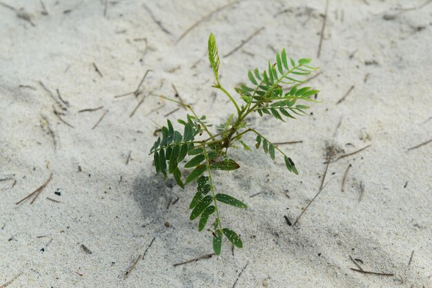 Close-up de planta crescendo na areia