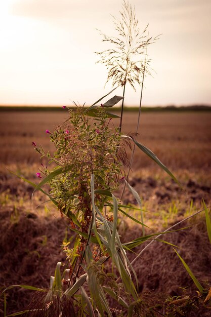 Foto close-up de planta crescendo no campo contra o céu