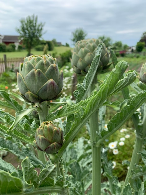 Foto close-up de planta crescendo no campo contra o céu