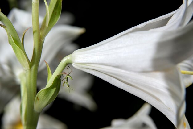 Foto close-up de planta de flor branca contra fundo preto