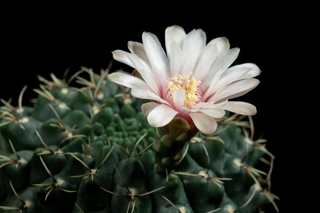 Foto close-up de planta de flor branca contra fundo preto