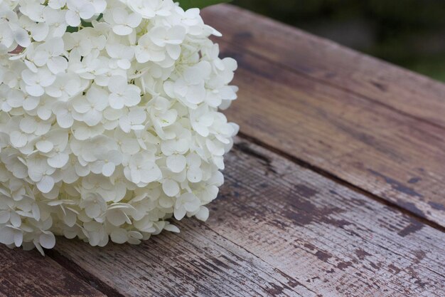 Close-up de planta de flor branca em mesa