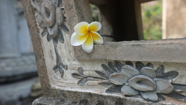 Close-up de planta de flor branca