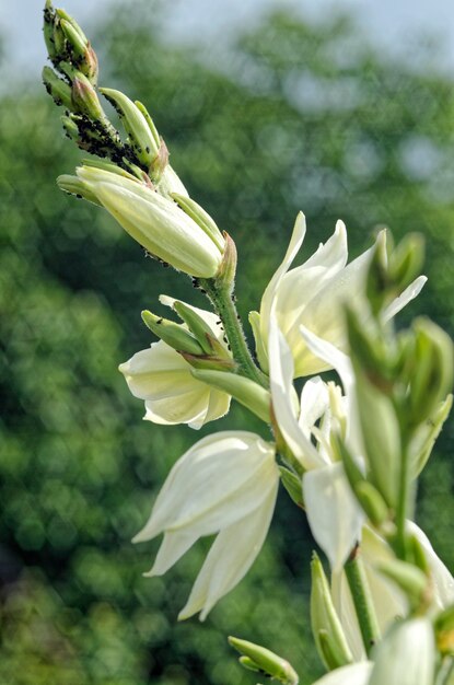 Close-up de planta de flor branca