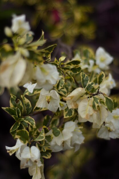 Foto close-up de planta de flor branca