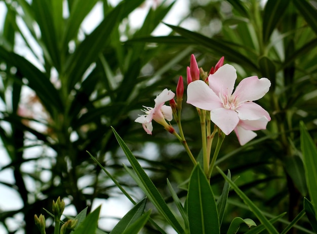 Close-up de planta de flor branca