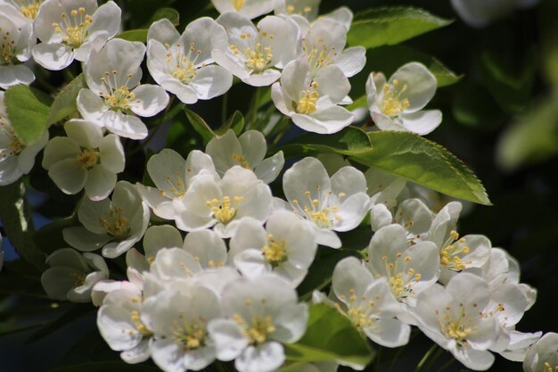 Foto close-up de planta de flor branca