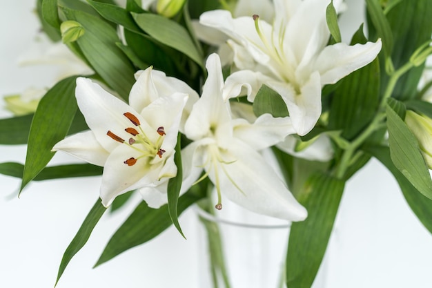 Close-up de planta de flor branca
