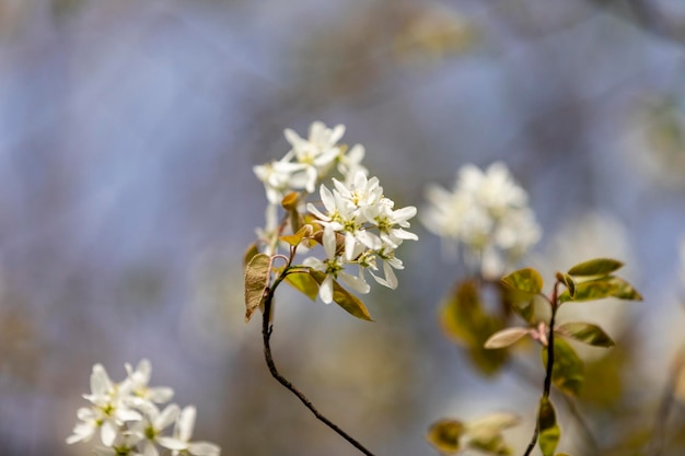 Foto close-up de planta de flor branca