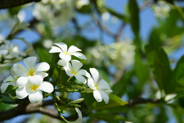 Close-up de planta de flor branca