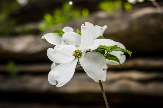 Foto close-up de planta de flor branca