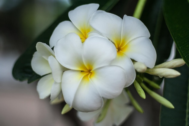 Foto close-up de planta de flor branca