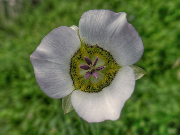 Foto close-up de planta de flor branca