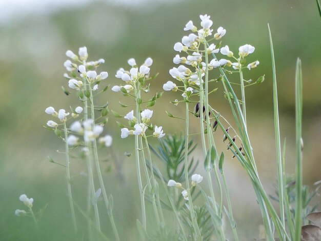 Close-up de planta de flor branca