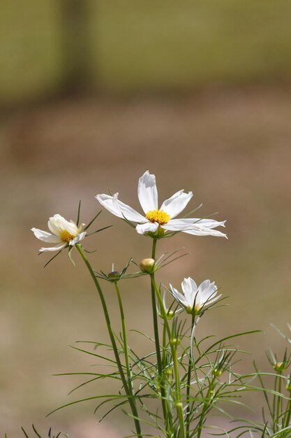 Foto close-up de planta de flor branca