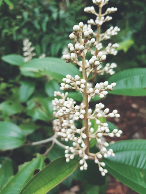 Foto close-up de planta de flor branca