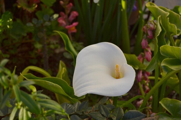 Foto close-up de planta de flor branca