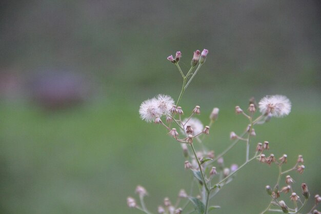 Close-up de planta de flor branca