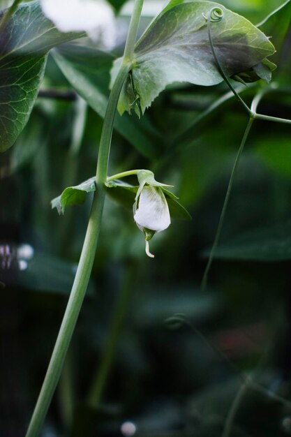 Close-up de planta de flor branca