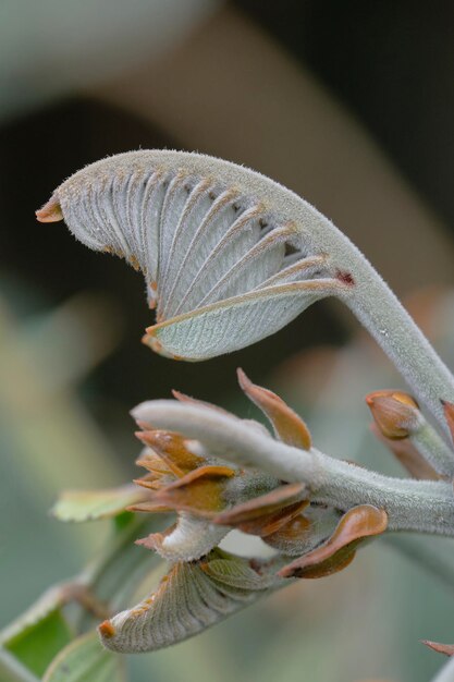 Close-up de planta de flor branca