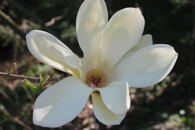 Foto close-up de planta de flor branca