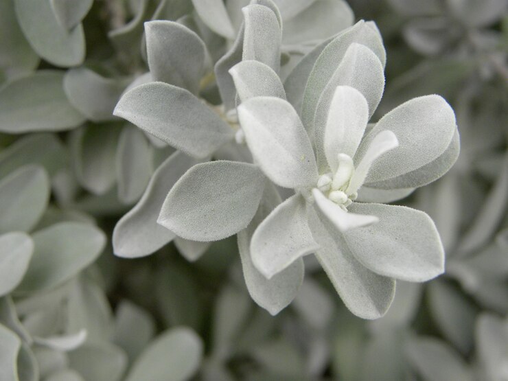 Foto close-up de planta de flor branca