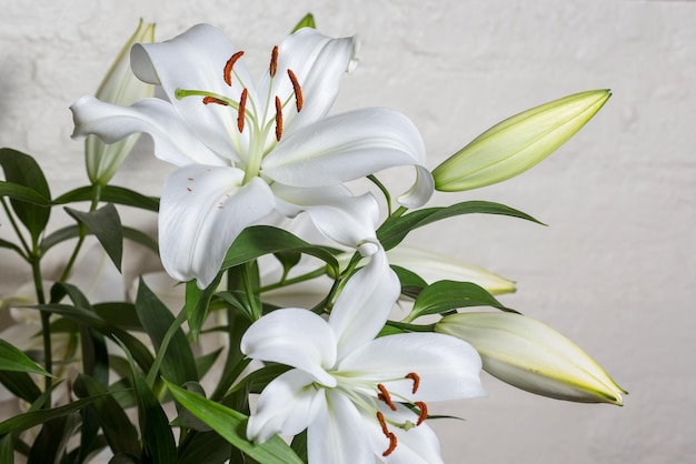 Close-up de planta de flor branca