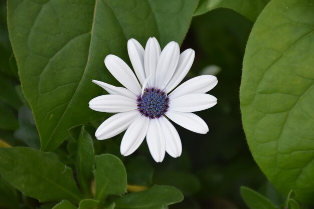 Close-up de planta de flor branca