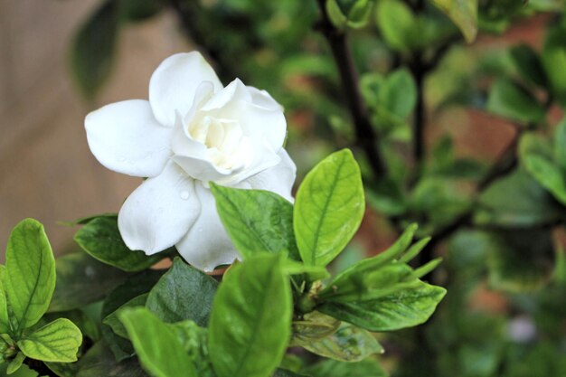 Close-up de planta de flor branca