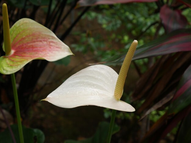 Foto close-up de planta de flor branca