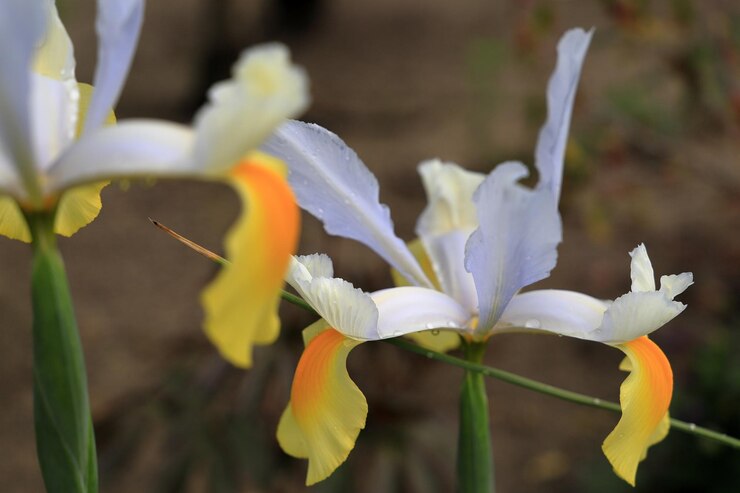 Foto close-up de planta de flor branca