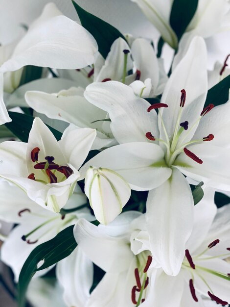 Close-up de planta de flor branca