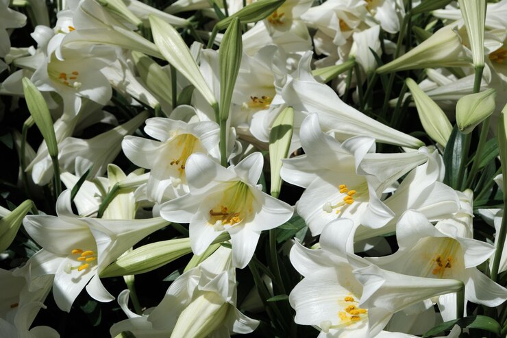 Foto close-up de planta de flor branca