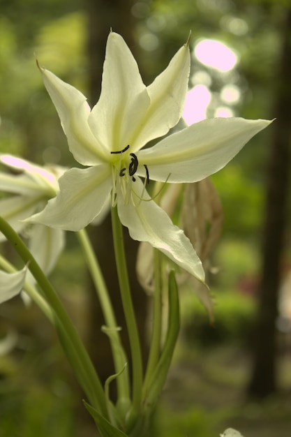 Foto close-up de planta de flor branca