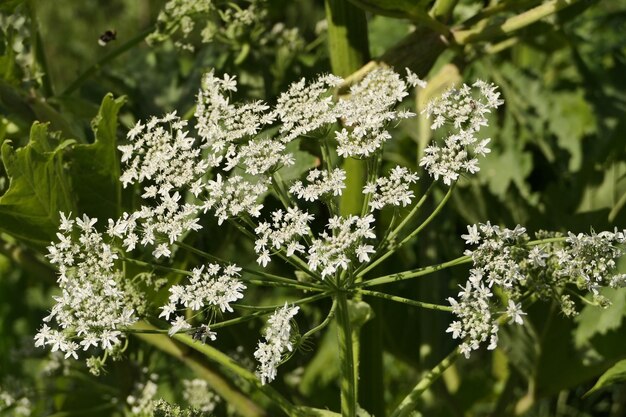 Foto close-up de planta de flor branca