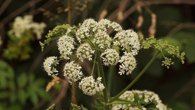 Foto close-up de planta de flor branca