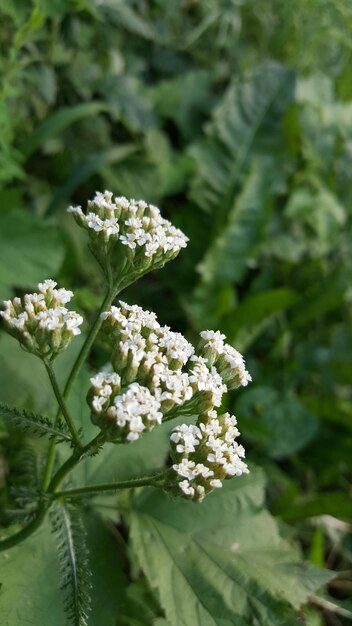 Foto close-up de planta de flor branca