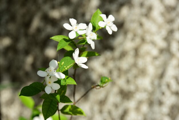 Foto close-up de planta de flor branca