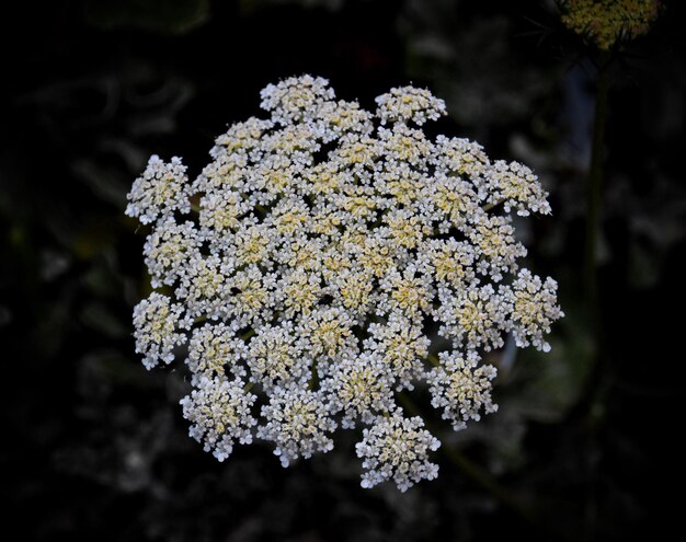Foto close-up de planta de flor branca