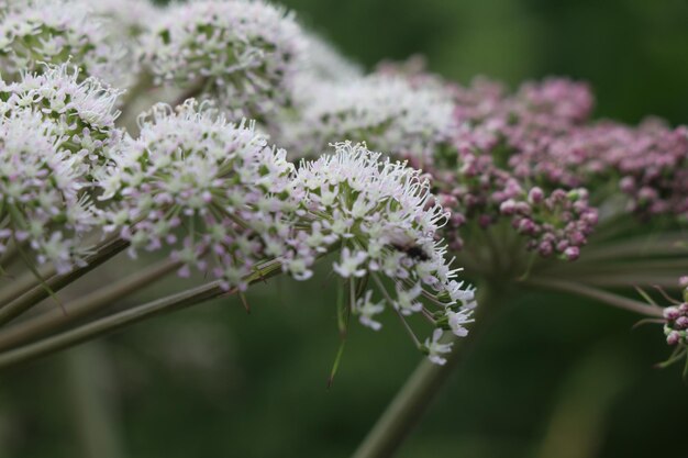 Foto close-up de planta de flor branca