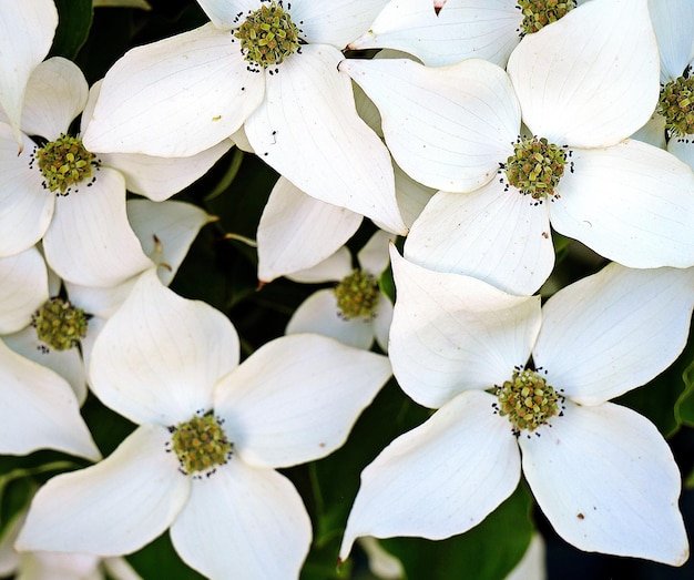 Close-up de planta de flor branca