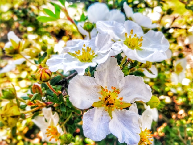 Foto close-up de planta de flor branca