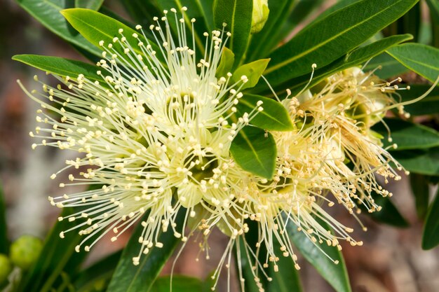 Foto close-up de planta de flor branca