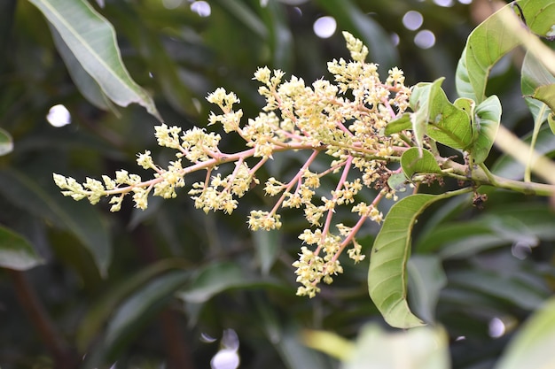 Foto close-up de planta de flor branca