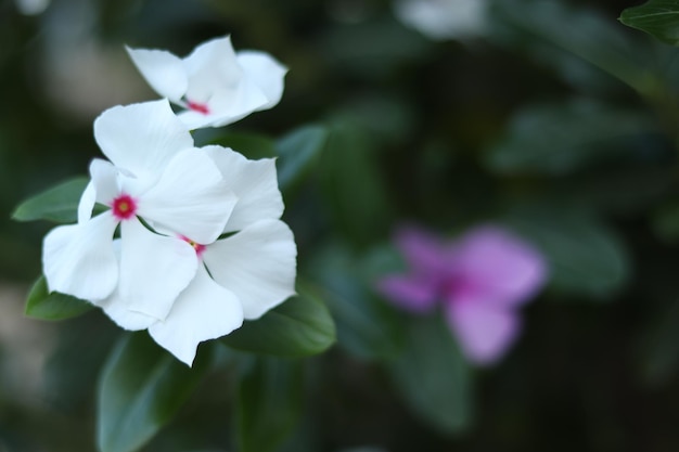 Close-up de planta de flor branca