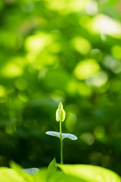 Close-up de planta de flor branca