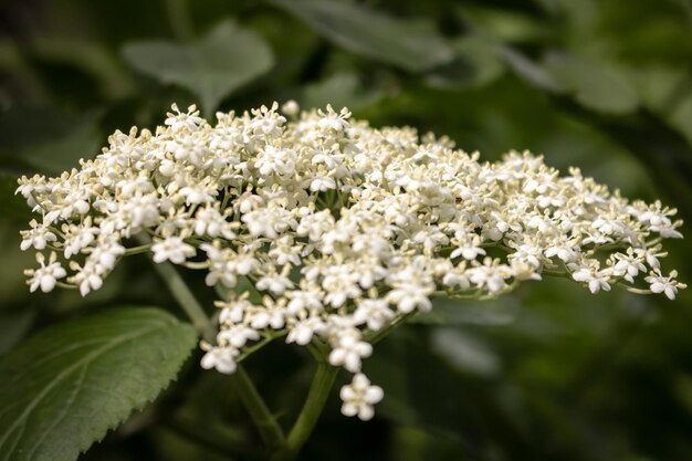 Close-up de planta de flor branca