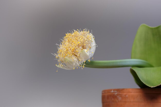 Foto close-up de planta de flor branca